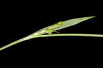 Broadleaf sedge